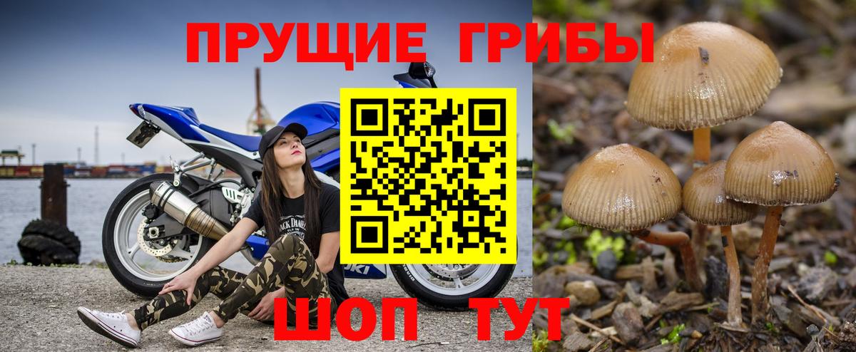 Псилоцибиновые грибы GOLDEN TEACHER Курчатов